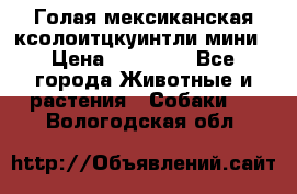 Голая мексиканская ксолоитцкуинтли мини › Цена ­ 20 000 - Все города Животные и растения » Собаки   . Вологодская обл.